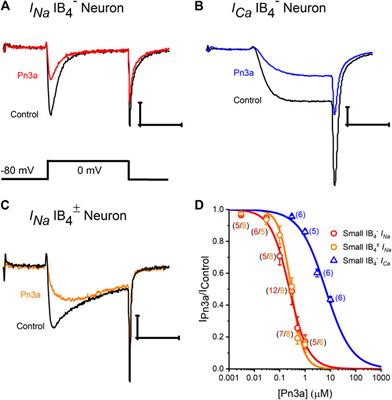 Spider Venom Peptide Pn3a Inhibition of Primary Afferent High Voltage-Activated Calcium Channels